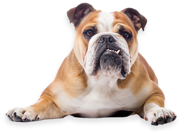 english bulldog shelters