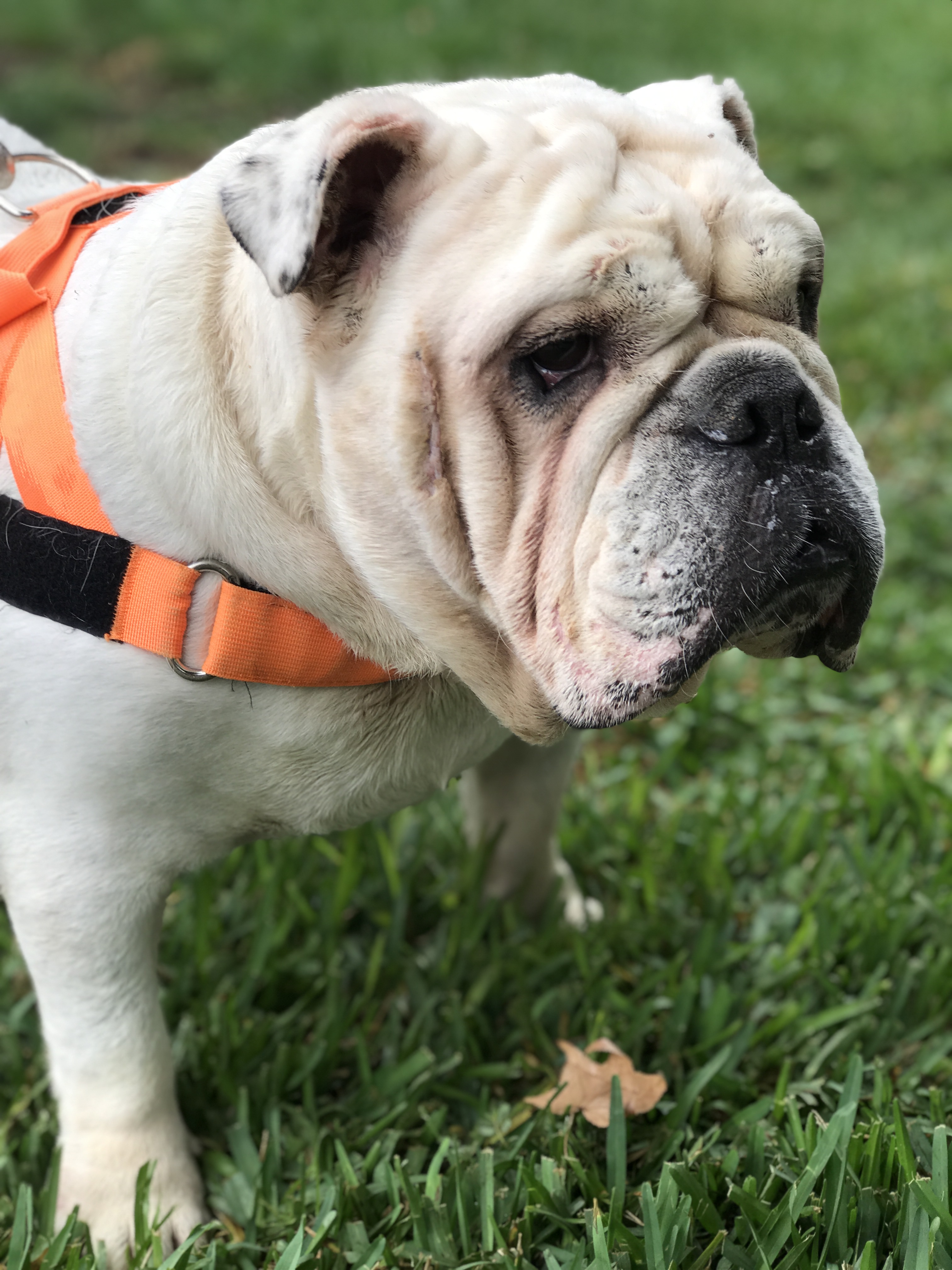 Meet Bulldog Rescue Network