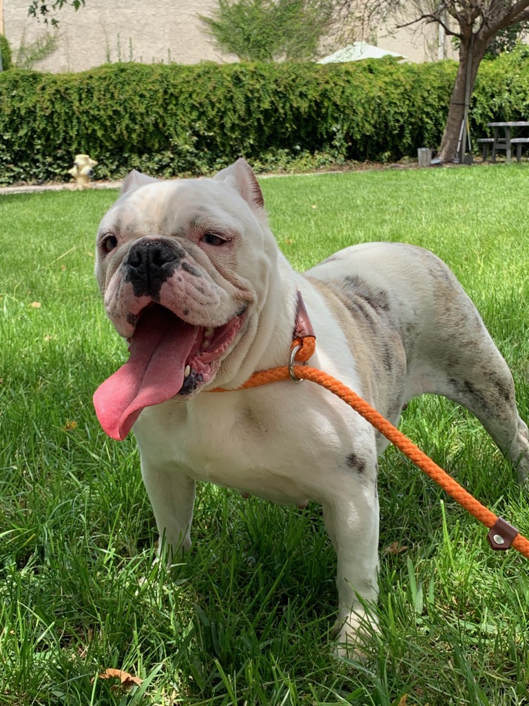 Meet | Bulldog Rescue Network